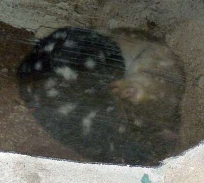 Image of Eastern Quoll