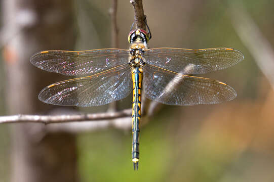 Image of Hemicordulia Selys 1870