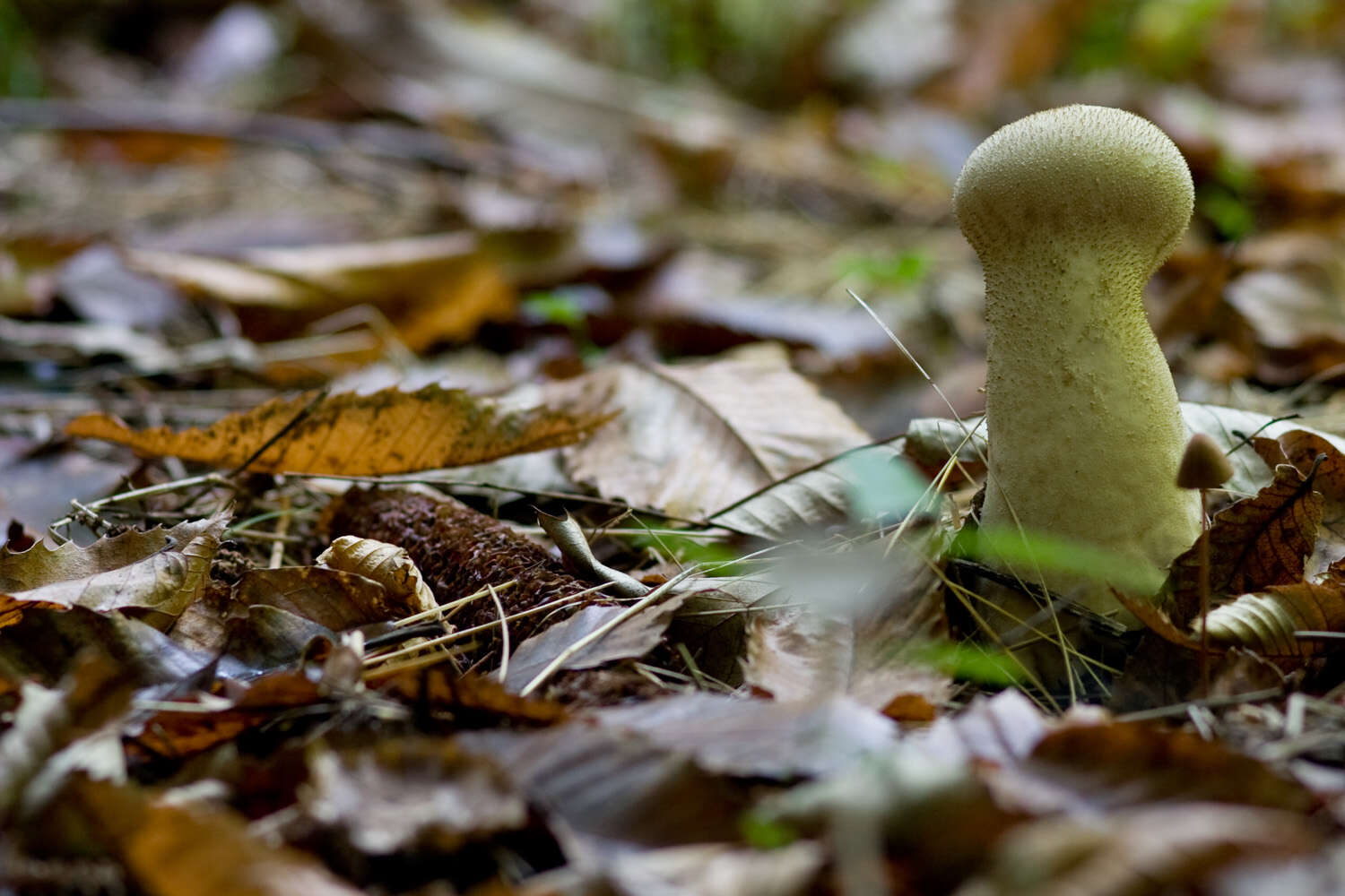 Imagem de Lycoperdon perlatum Pers. 1796