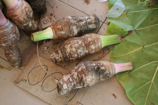 Image of colocasia