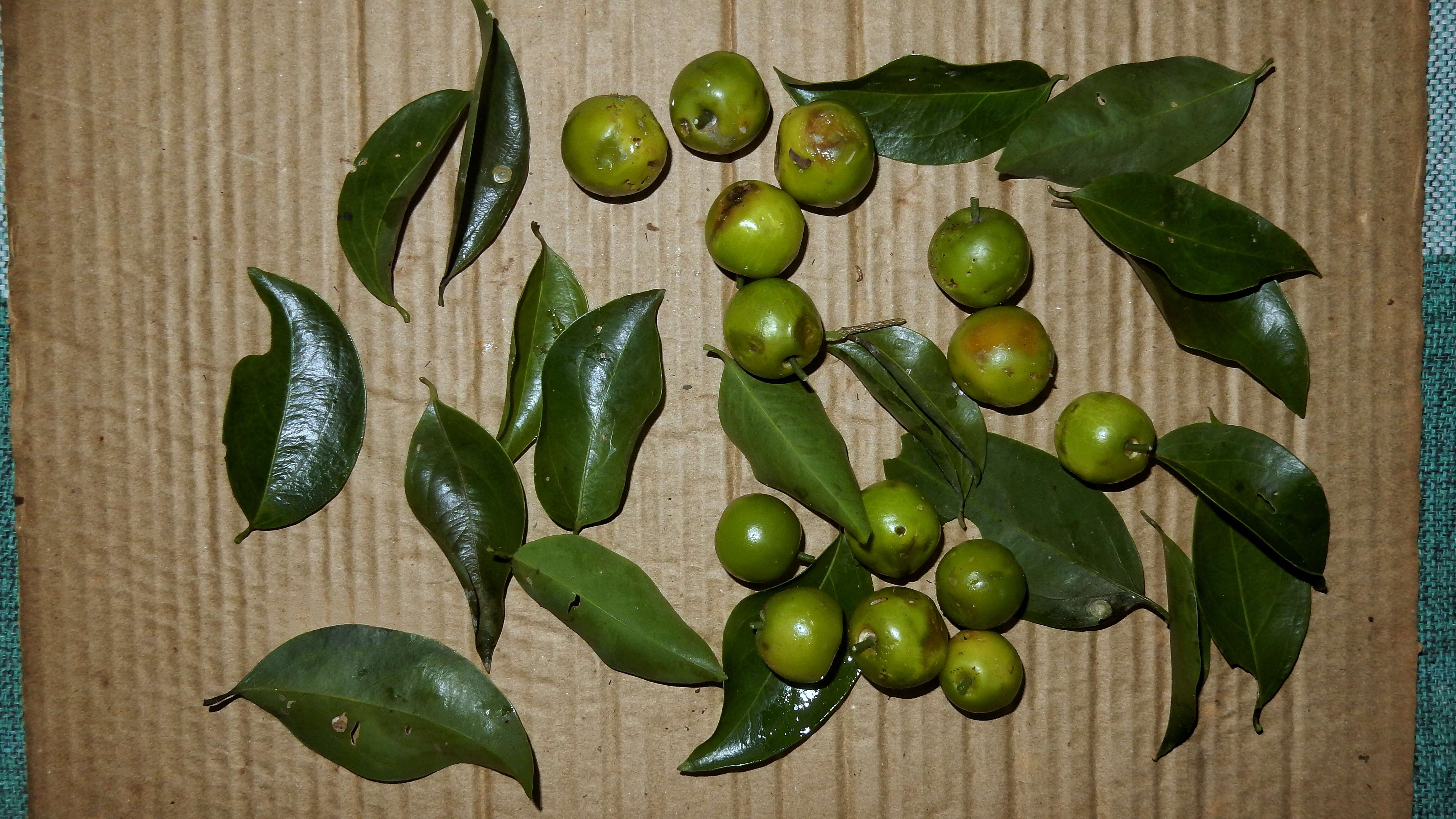 Image of Opiliaceae