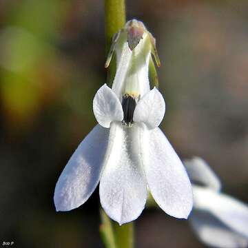 Imagem de Lobelia paludosa Nutt.