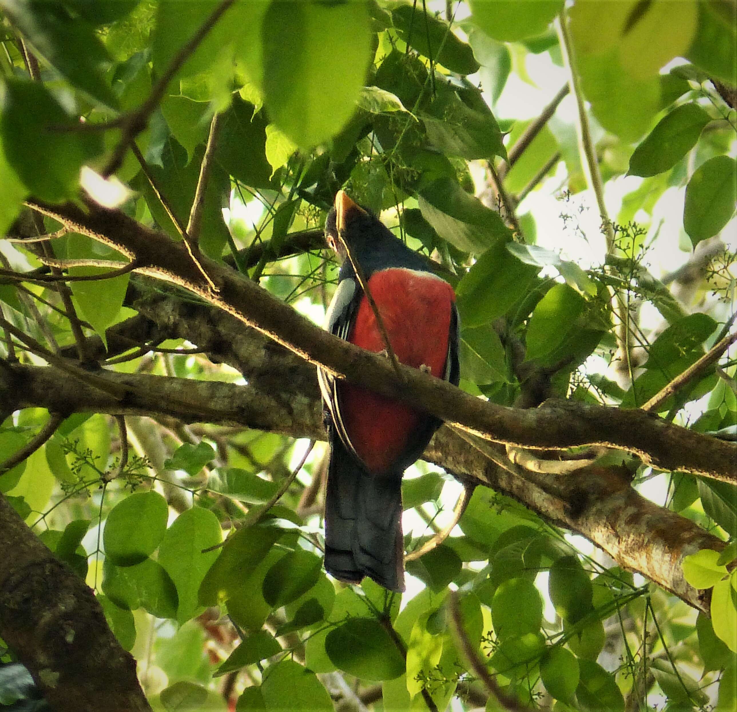 صورة Trogon melanurus Swainson 1838