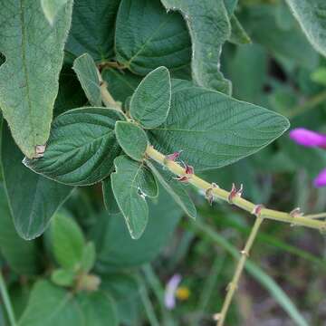 Imagem de Desmodium discolor Vogel