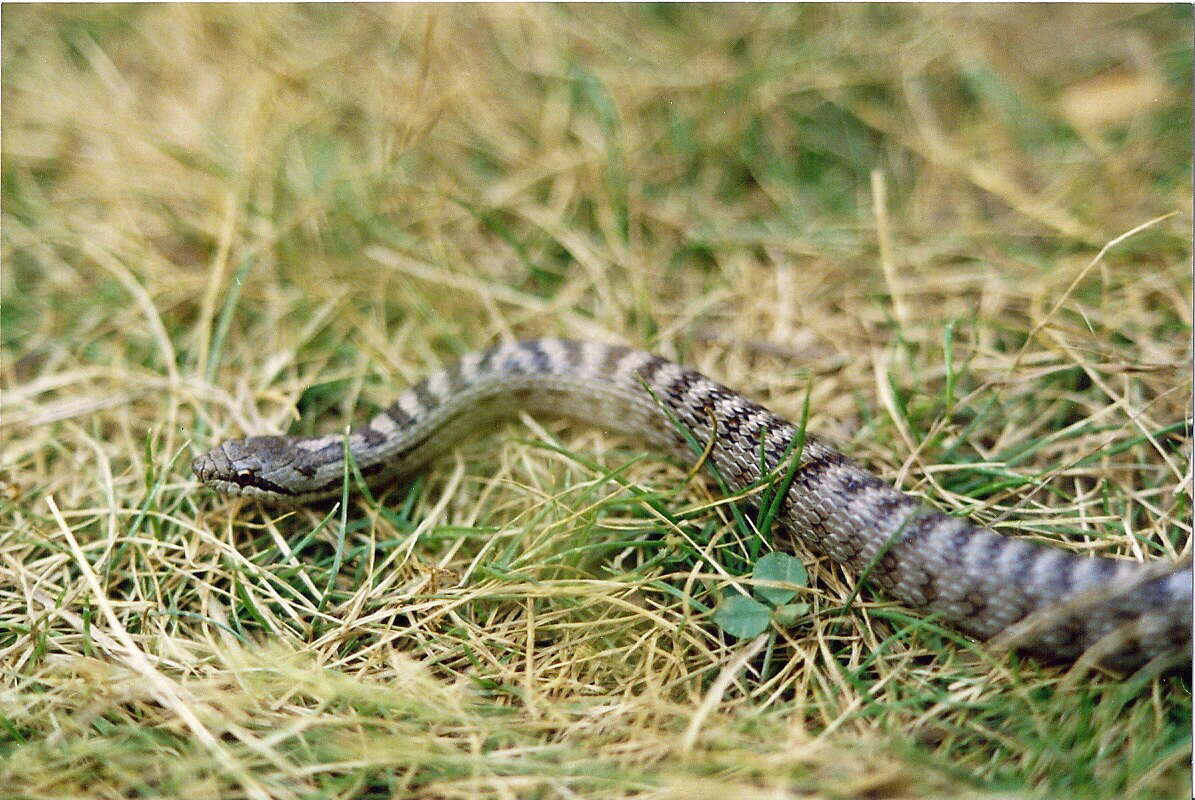 Image of Smooth Snakes