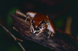 Image of Ranoidea jungguy (Donnellan & Mahony 2004)