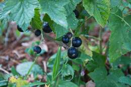 Image of currant
