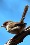 Image of fairywrens and relatives