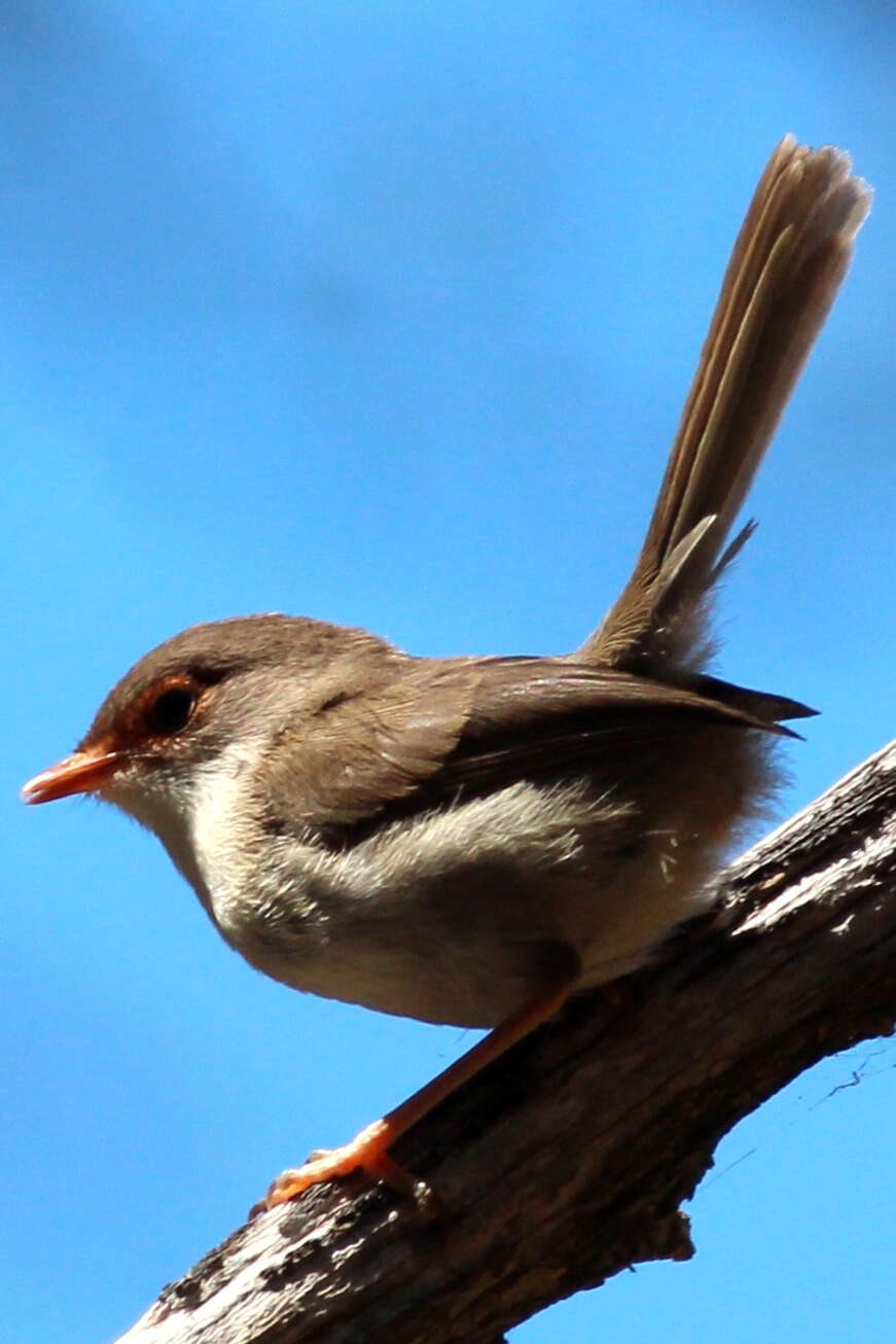 Image of fairywrens and relatives