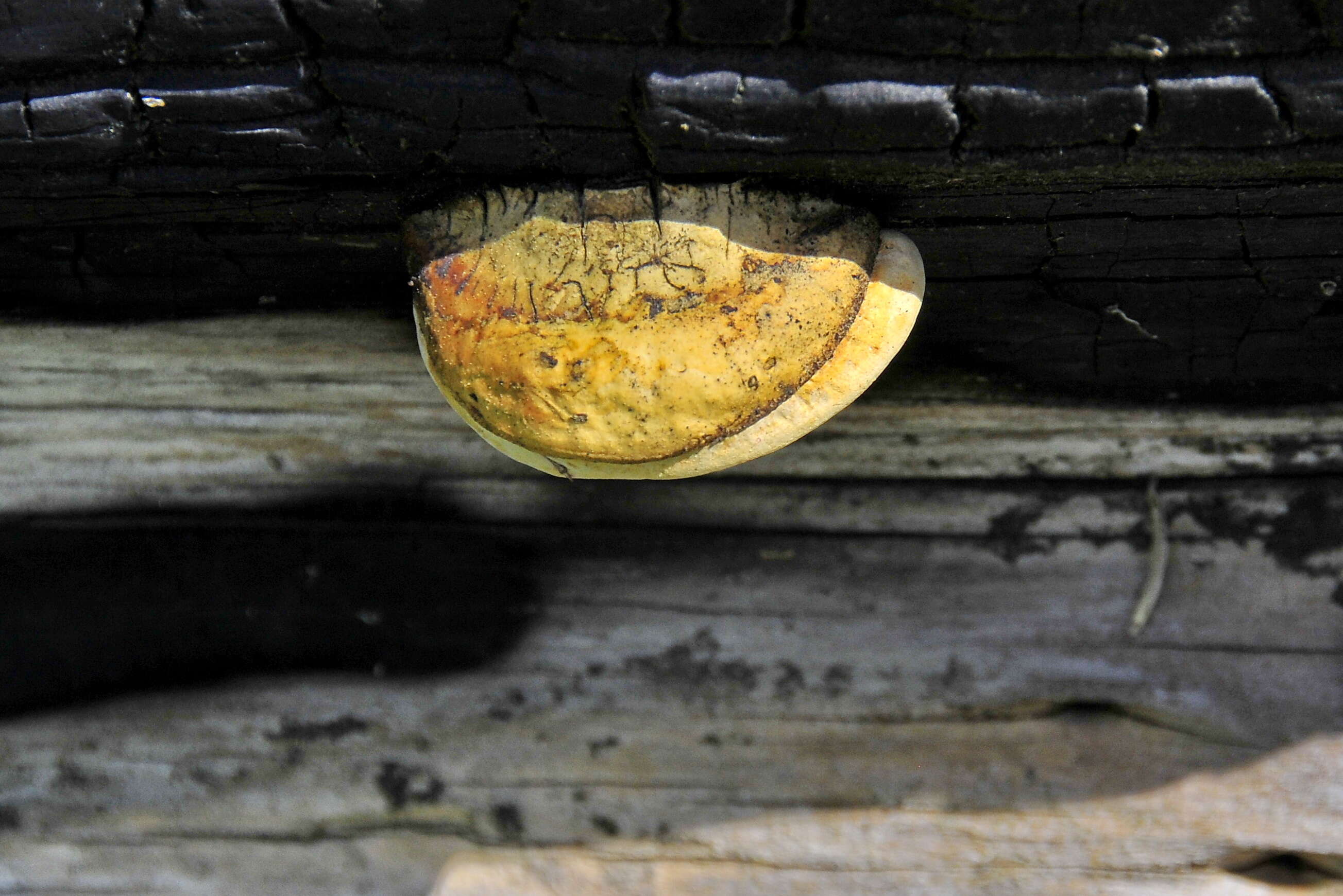 Image of Fomitopsis