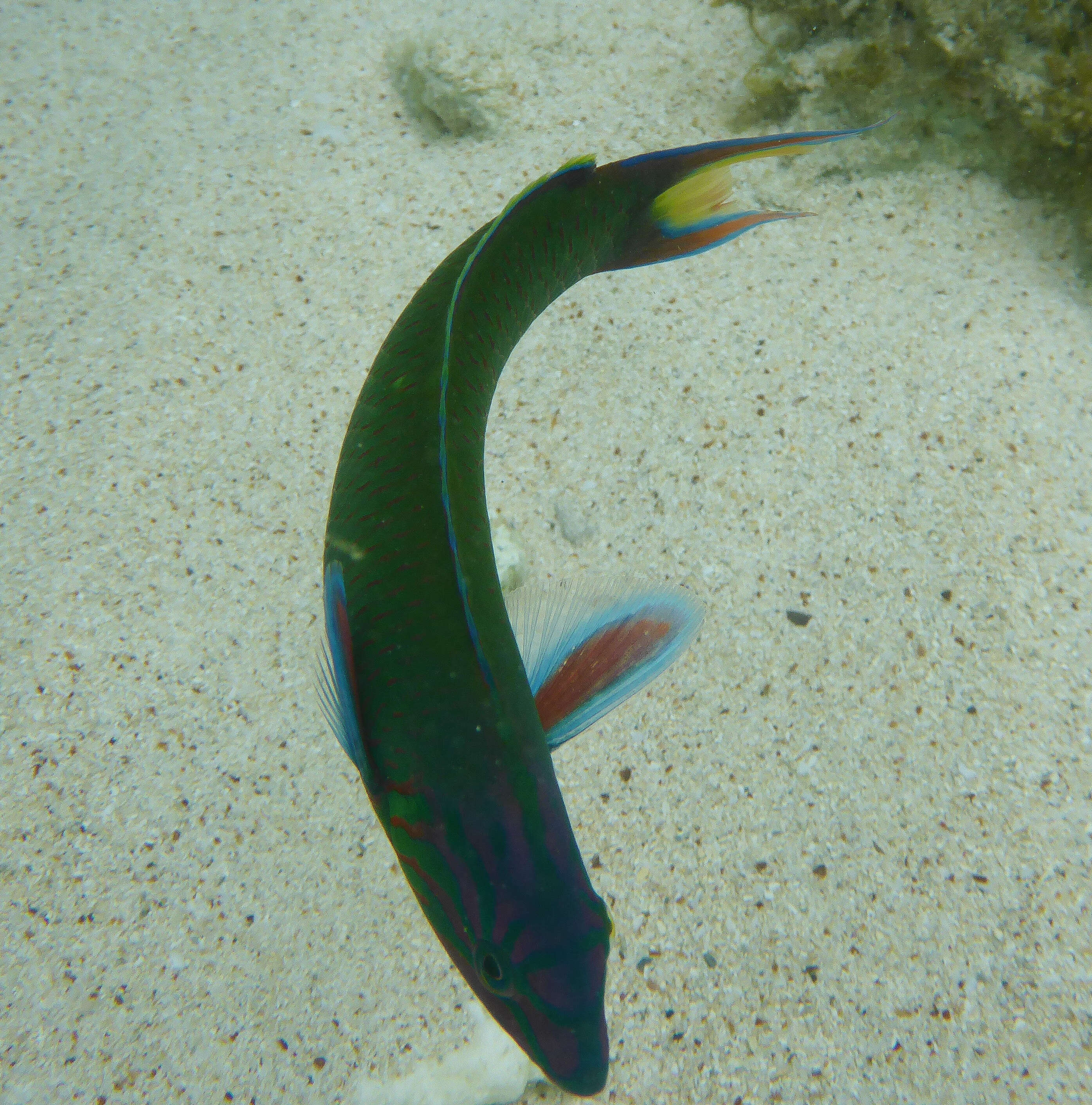 Image of Blue wrasse