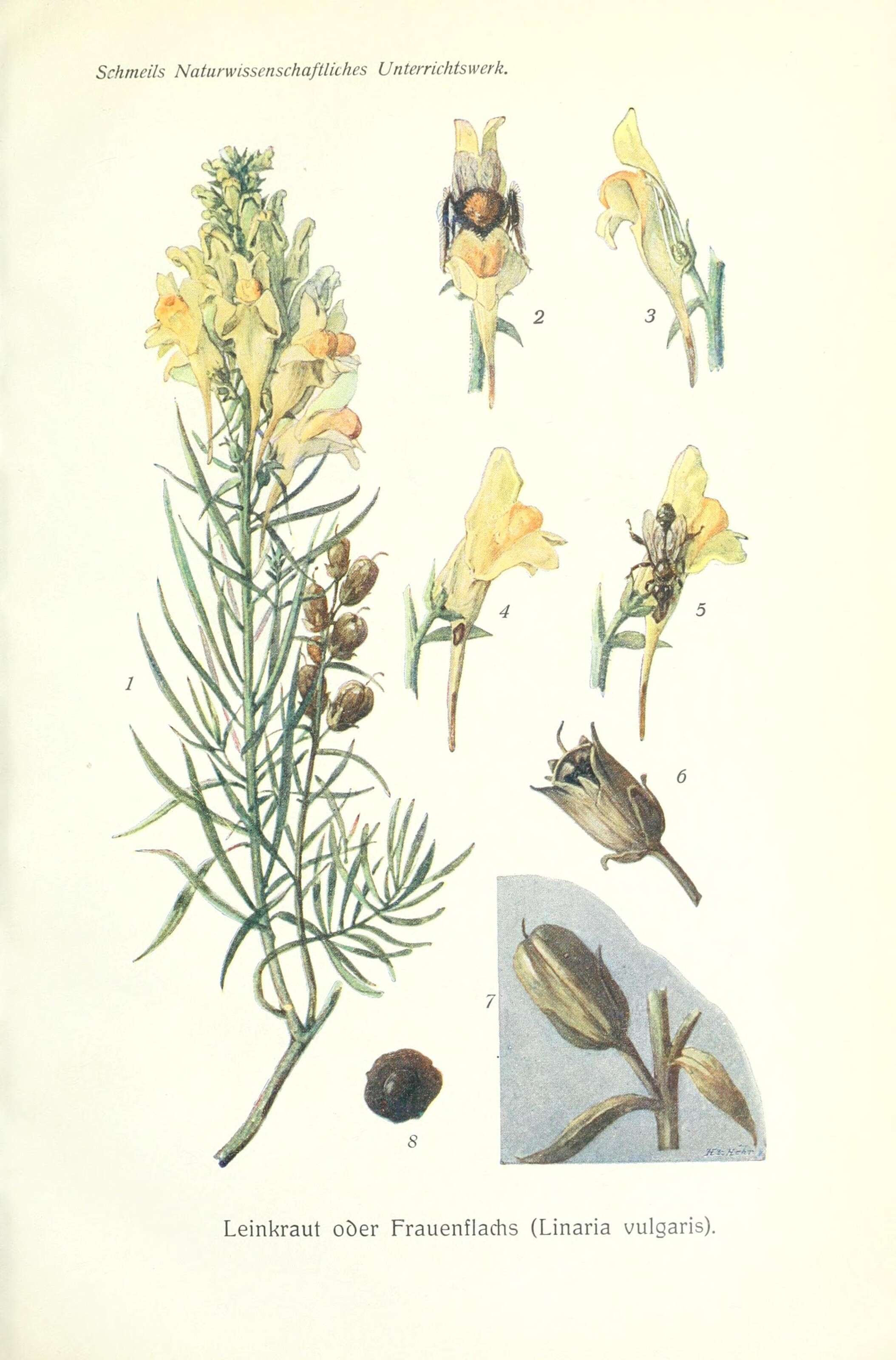 Image of Toadflax