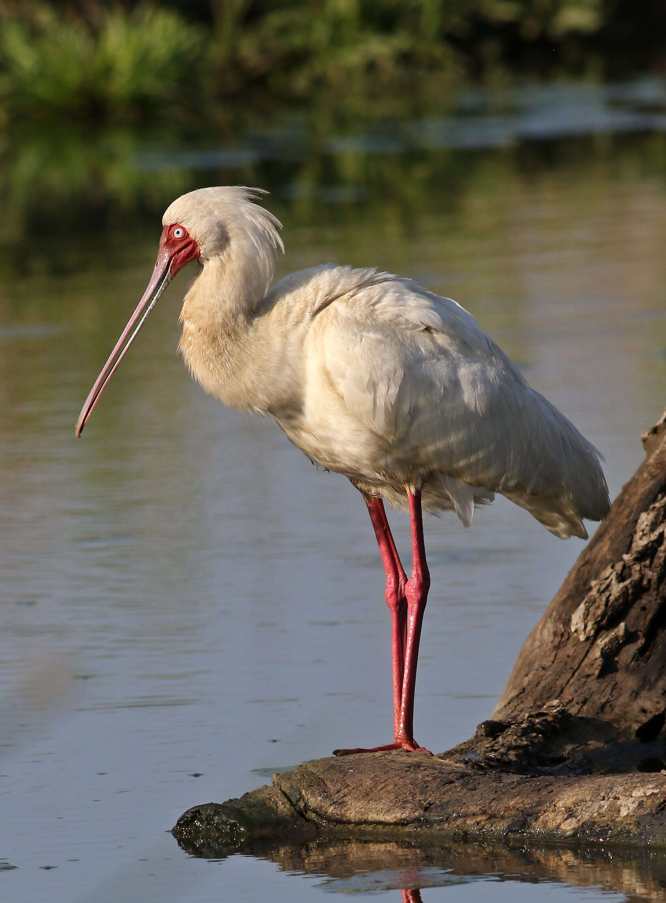 Image of Platalea Linnaeus 1758