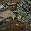 Plancia ëd Eriogonum brevicaule var. laxifolium (Torrey & A. Gray) Reveal