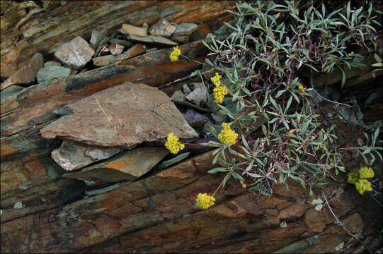 Plancia ëd Eriogonum brevicaule Nutt.