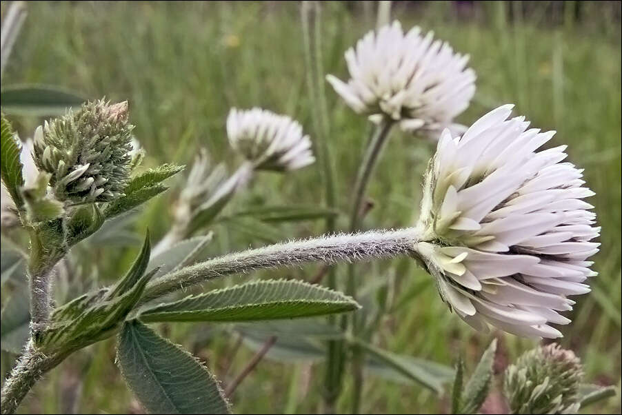 صورة Trifolium montanum L.