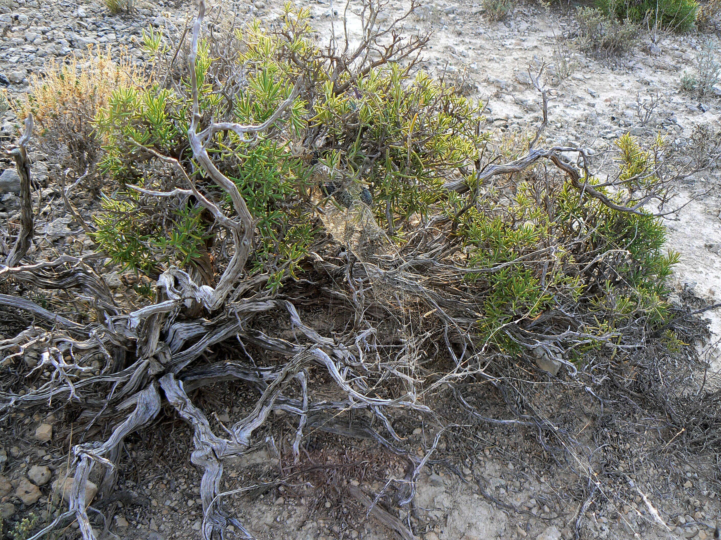 Image of Latrodectus lilianae Melic 2000