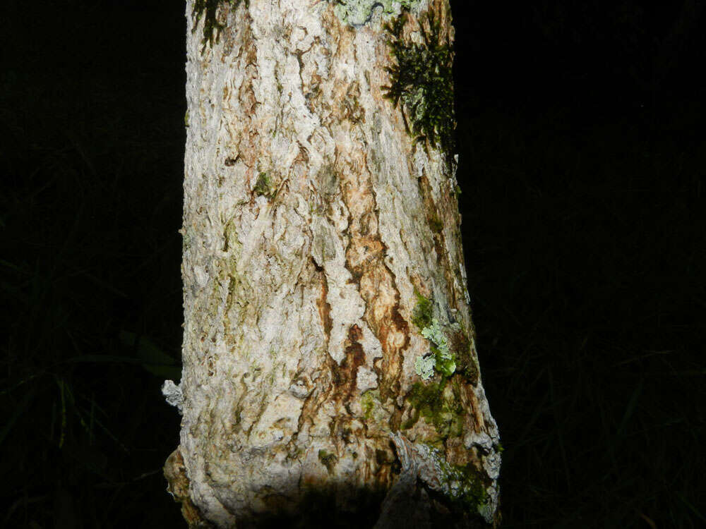 Image of Handroanthus ochraceus (Cham.) Mattos