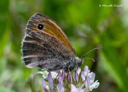 Image of small heath