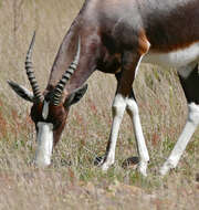 Image of Blesbok