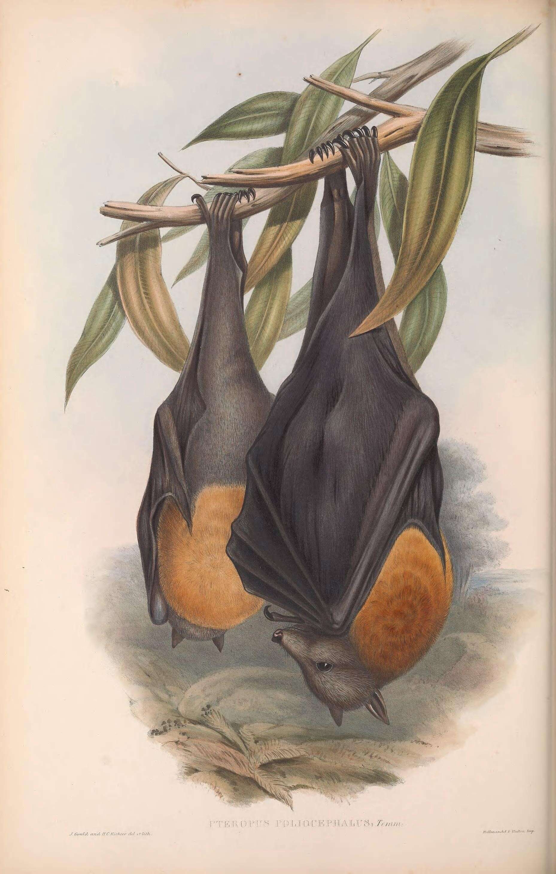 Image de Pteropus poliocephalus Temminck 1825