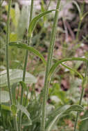 Silene nutans L. resmi