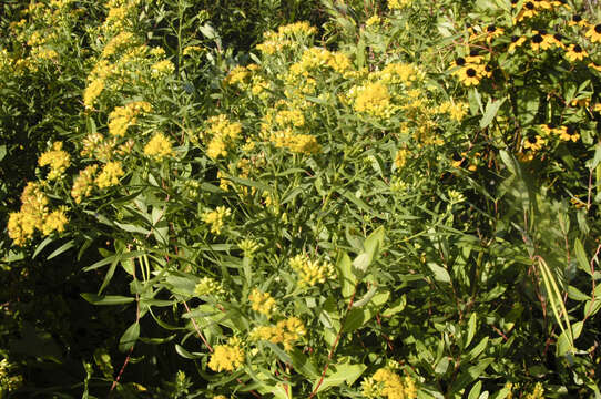 Image of flat-top goldentop