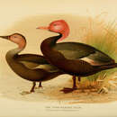 Image of Pink-headed Duck