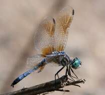 Image of Blue Dasher