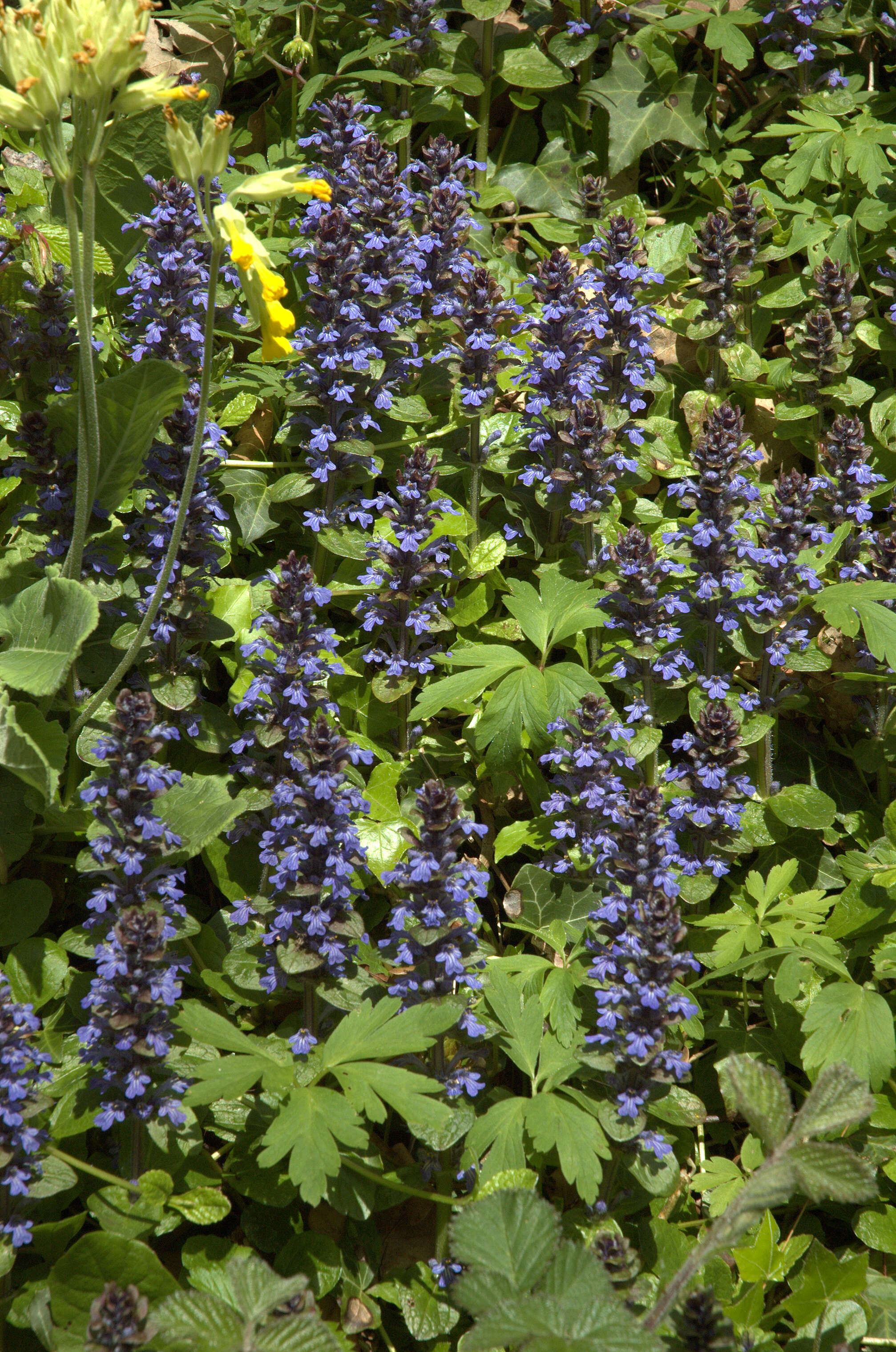 Image of Bugleweed