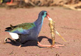 Image de Poule sultane