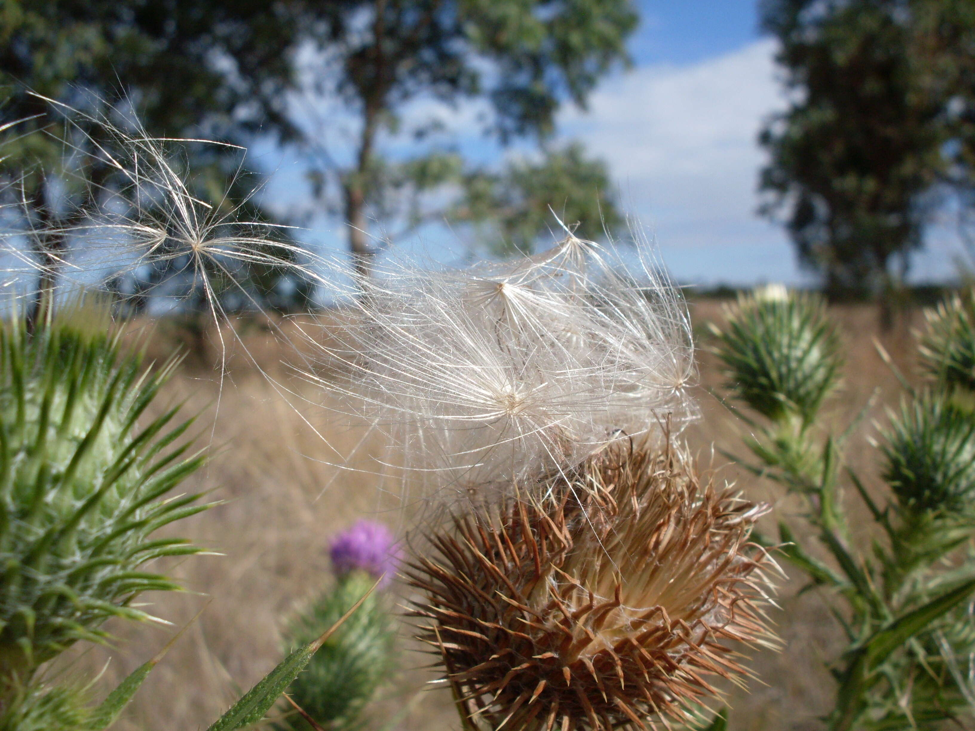 Image of Spear Thistle