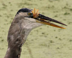 Image of Ardea Linnaeus 1758