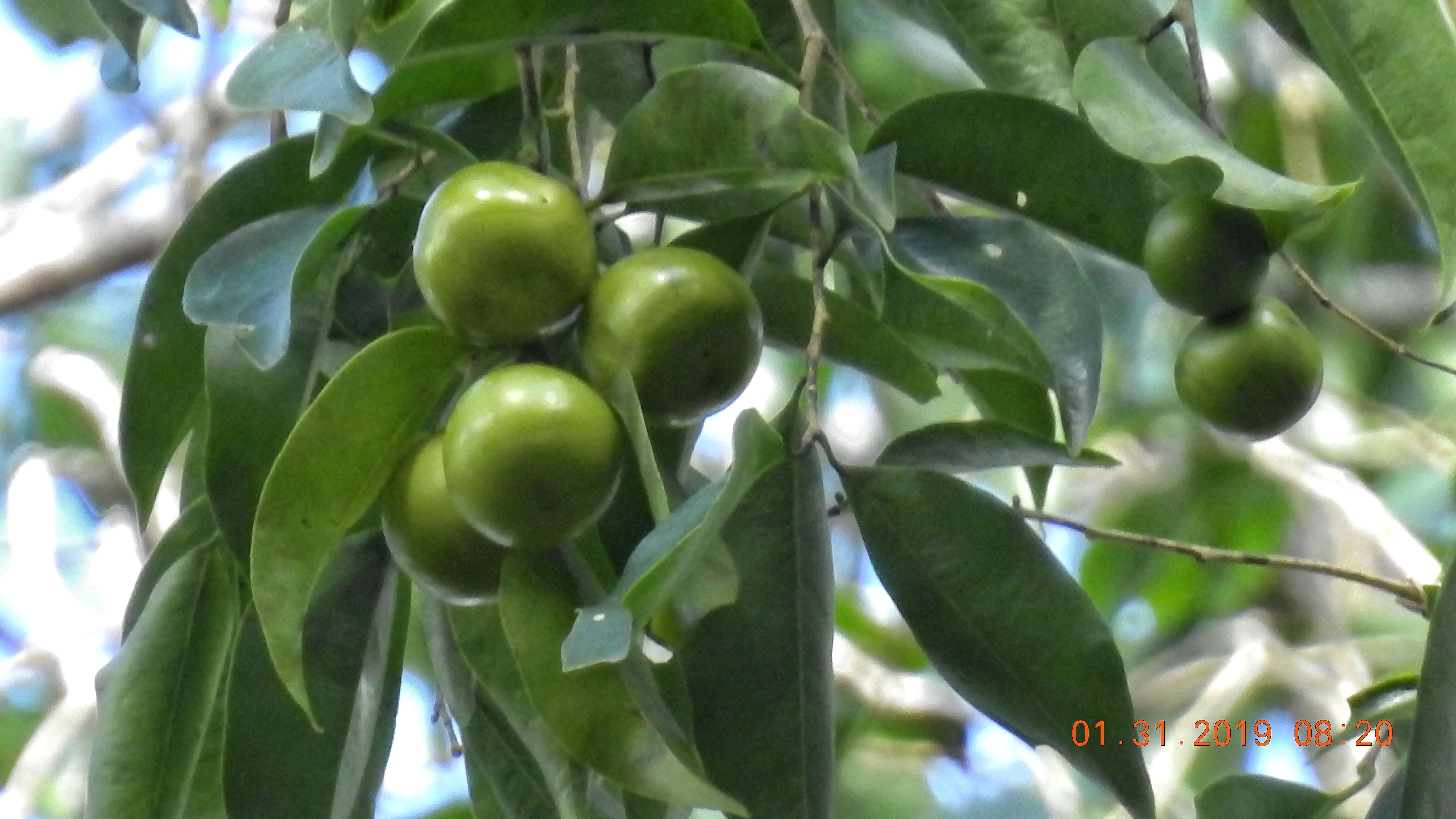 Image of Opiliaceae