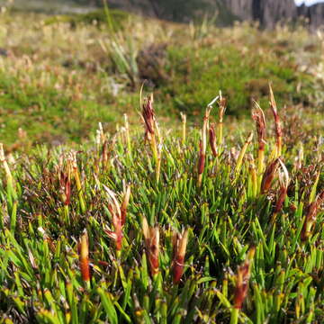 Imagem de Oreobolus oligocephalus W. M. Curtis