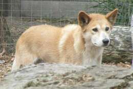 Image of Dingo