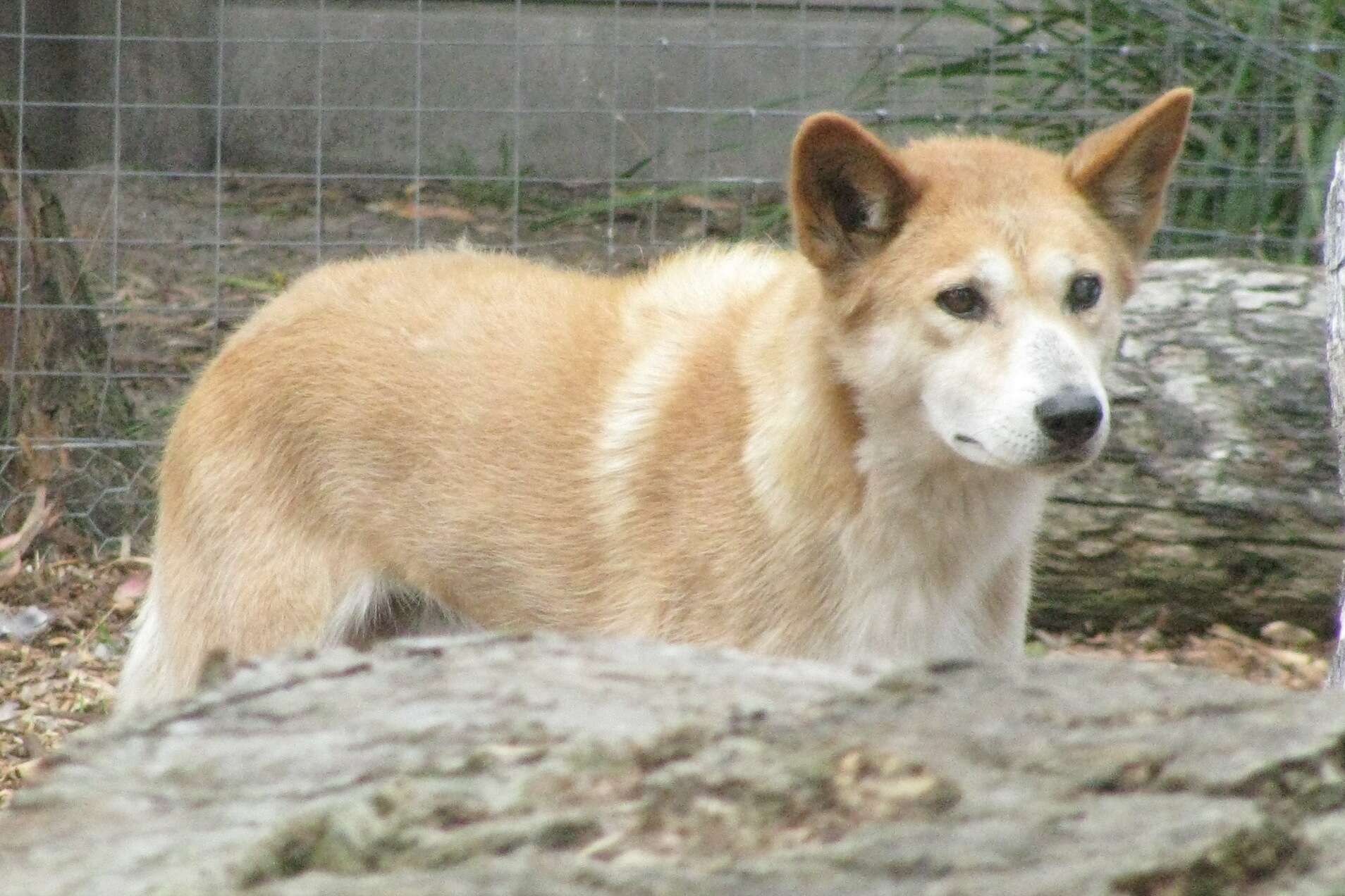 Imagem de Canis lupus dingo Meyer 1793