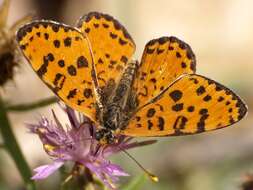 Image of Melitaea