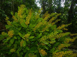 Image of Vochysia guatemalensis J. D. Smith