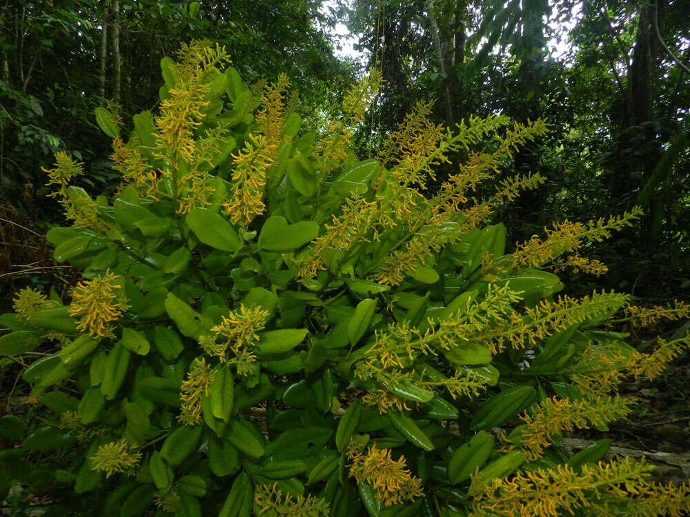 Image of Vochysia guatemalensis J. D. Smith