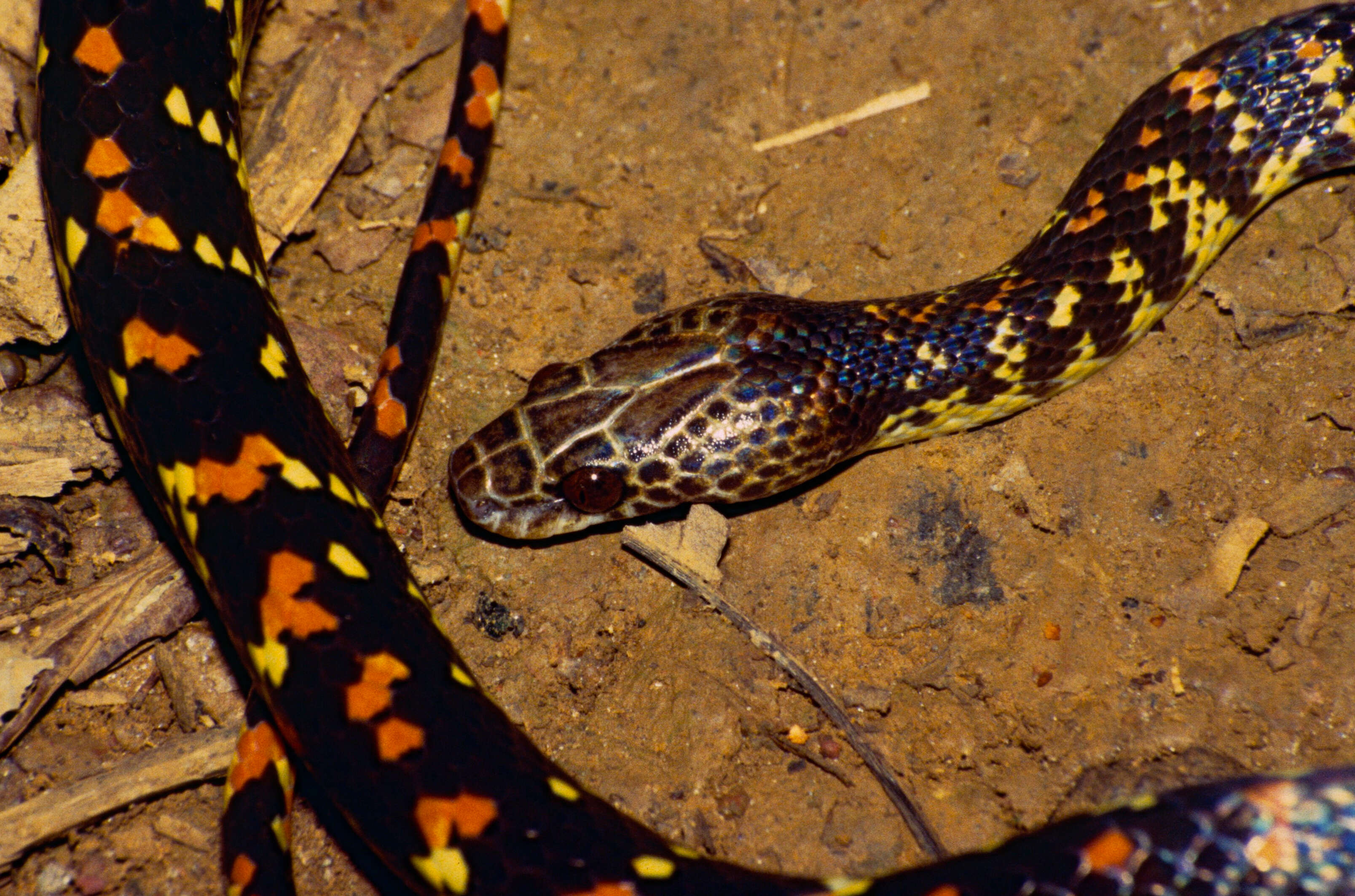 Image de Siphlophis Fitzinger 1843