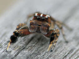 Image of Habronattus agilis (Banks 1893)