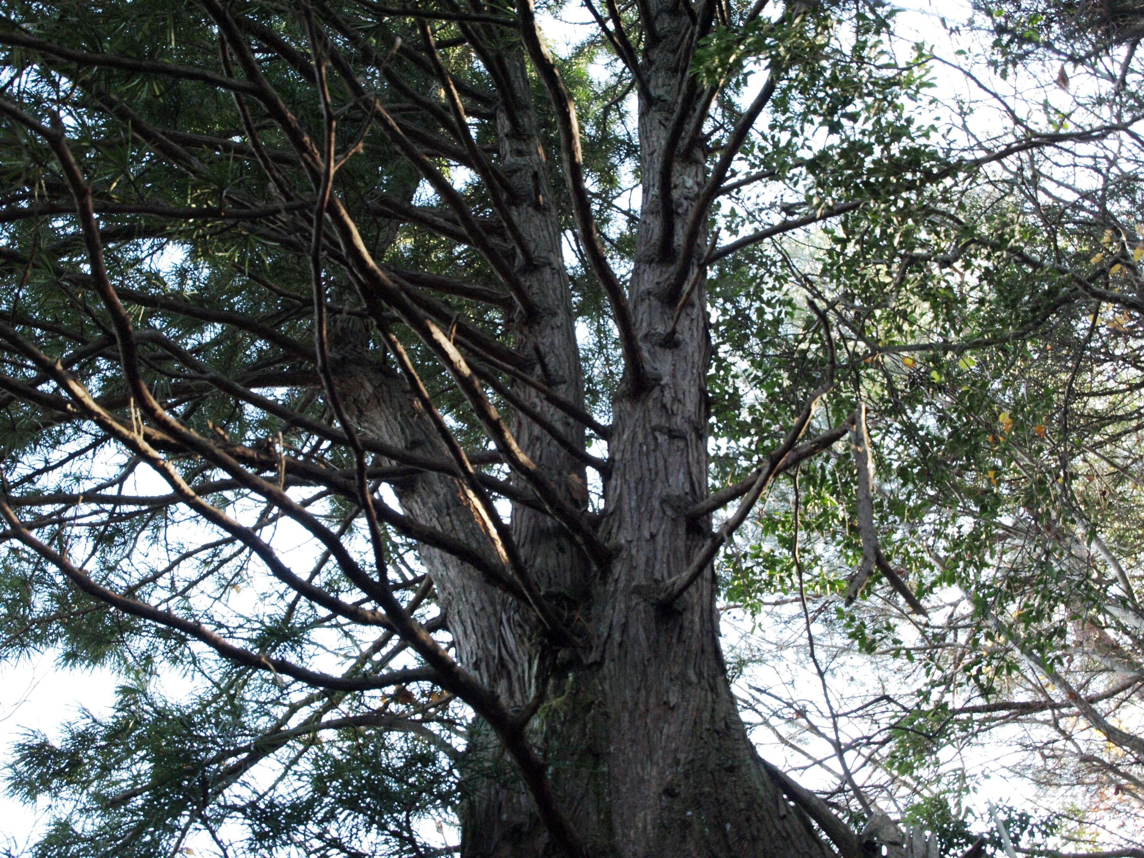 Image of umbrella-pine family