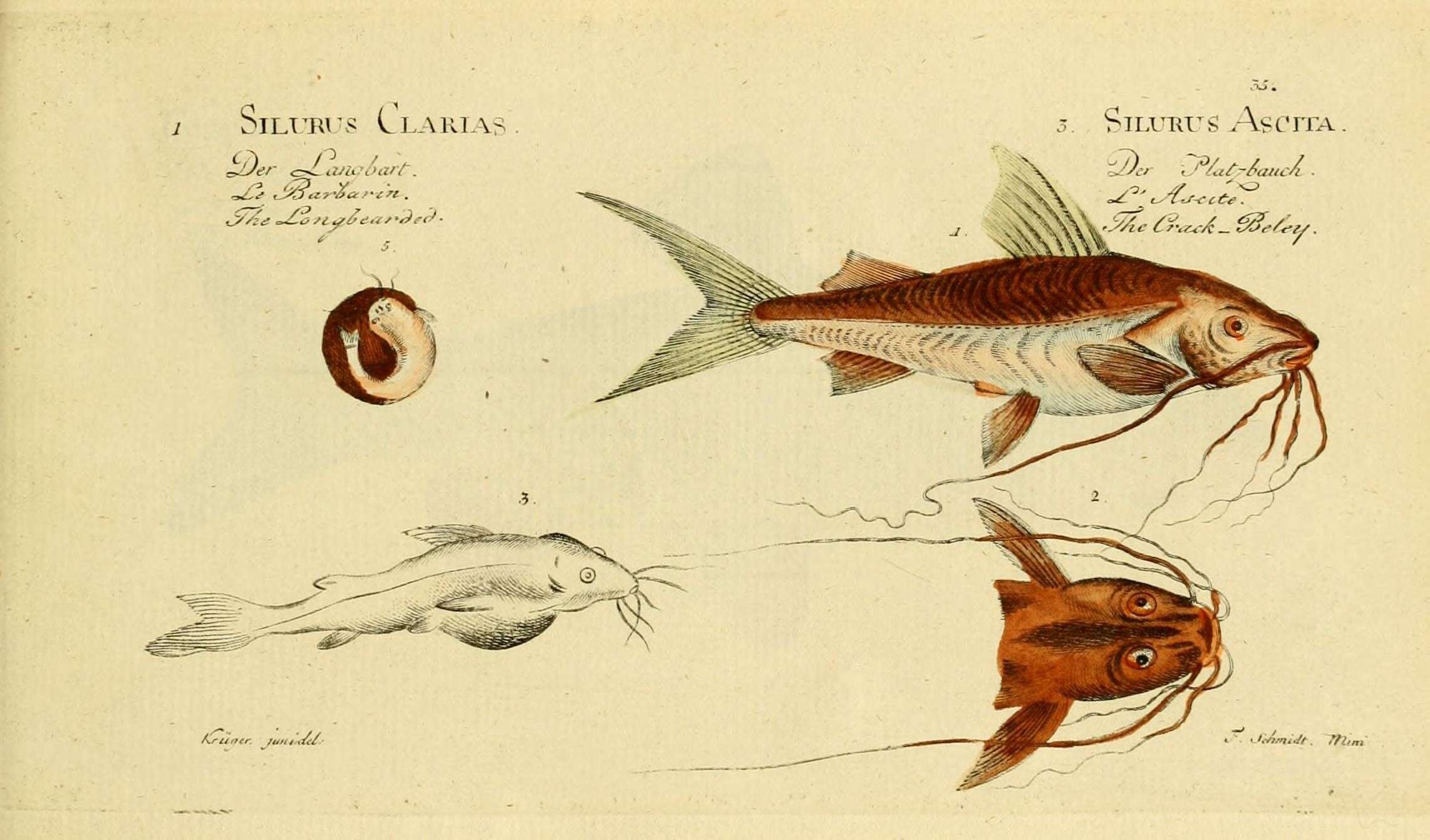 Слика од Synodontis clarias (Linnaeus 1758)
