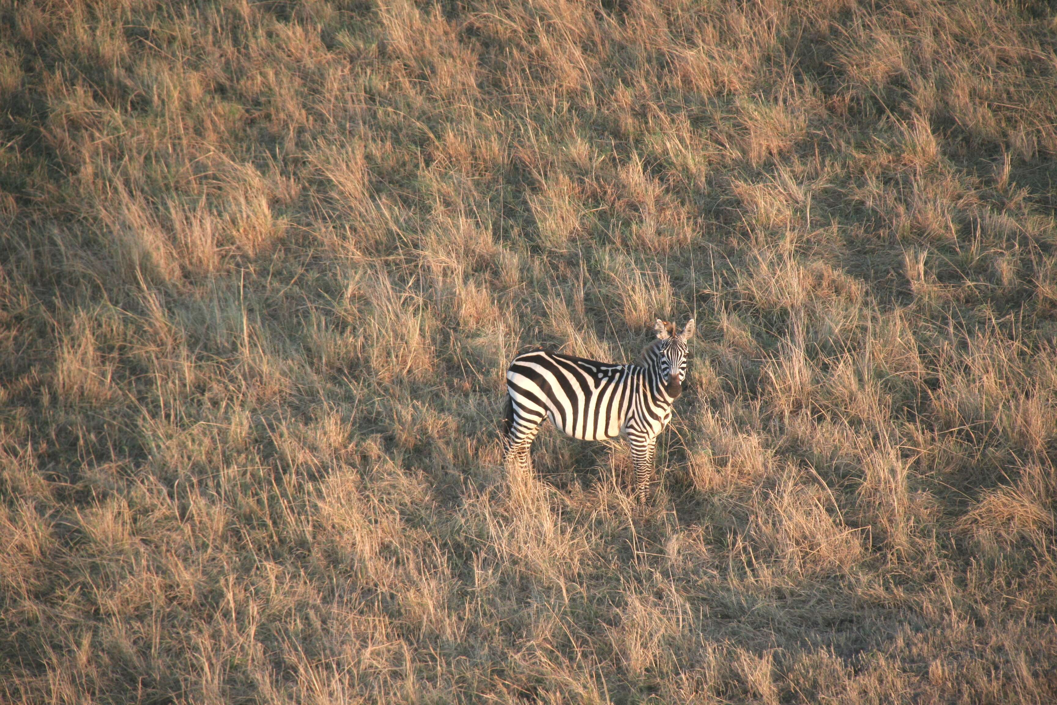 Image of Burchell's Zebra