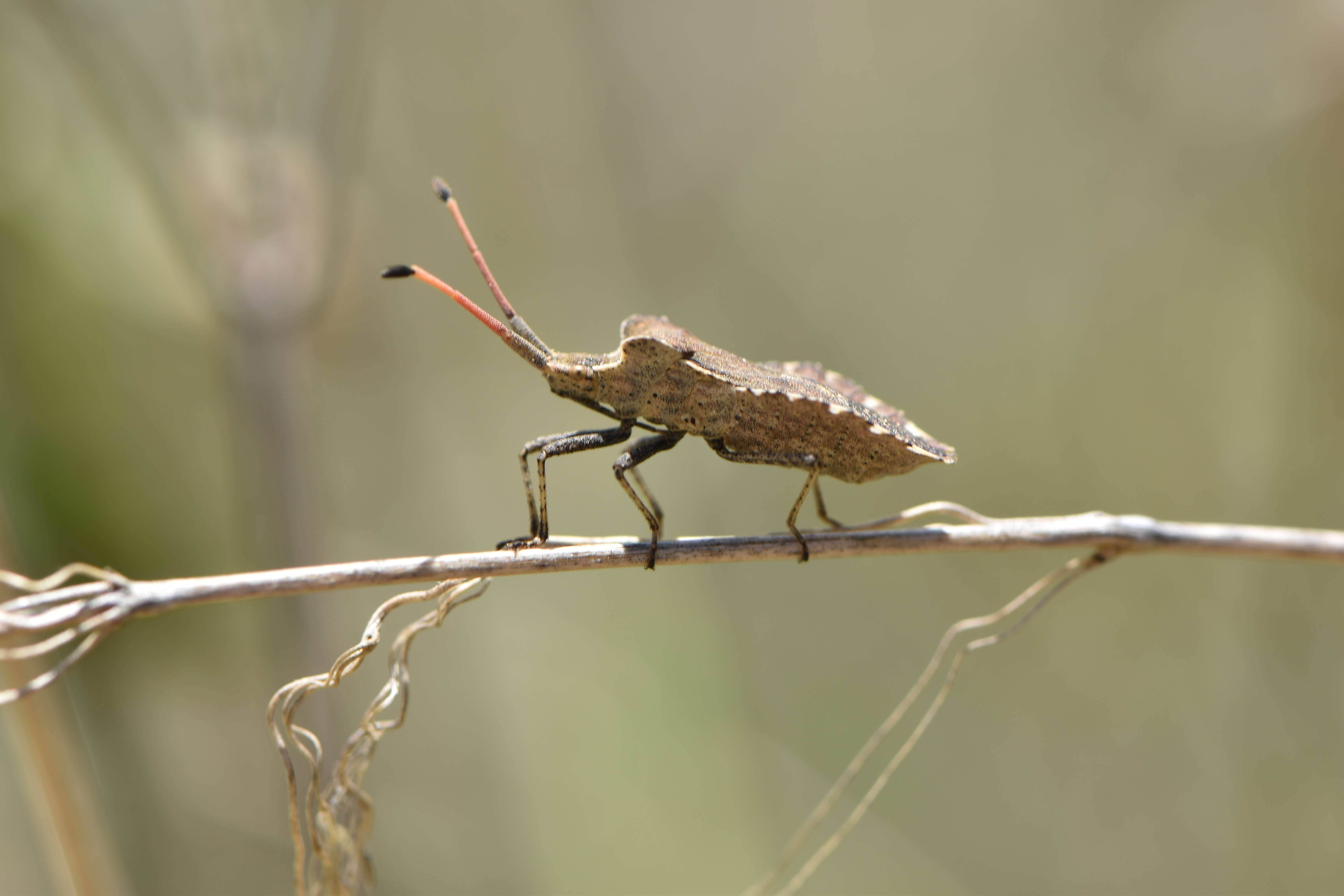 Image of Enoplops