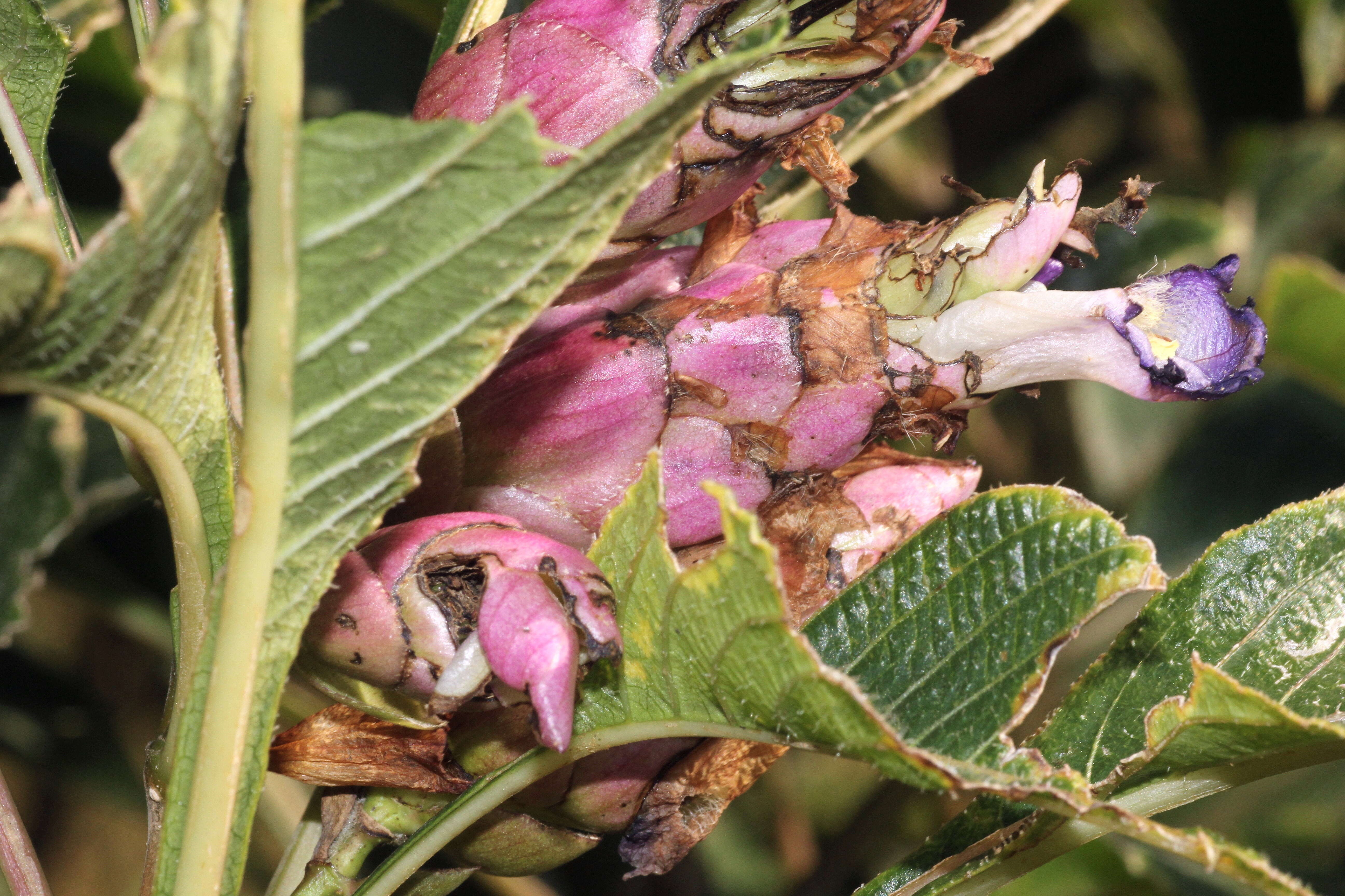 Strobilanthes resmi