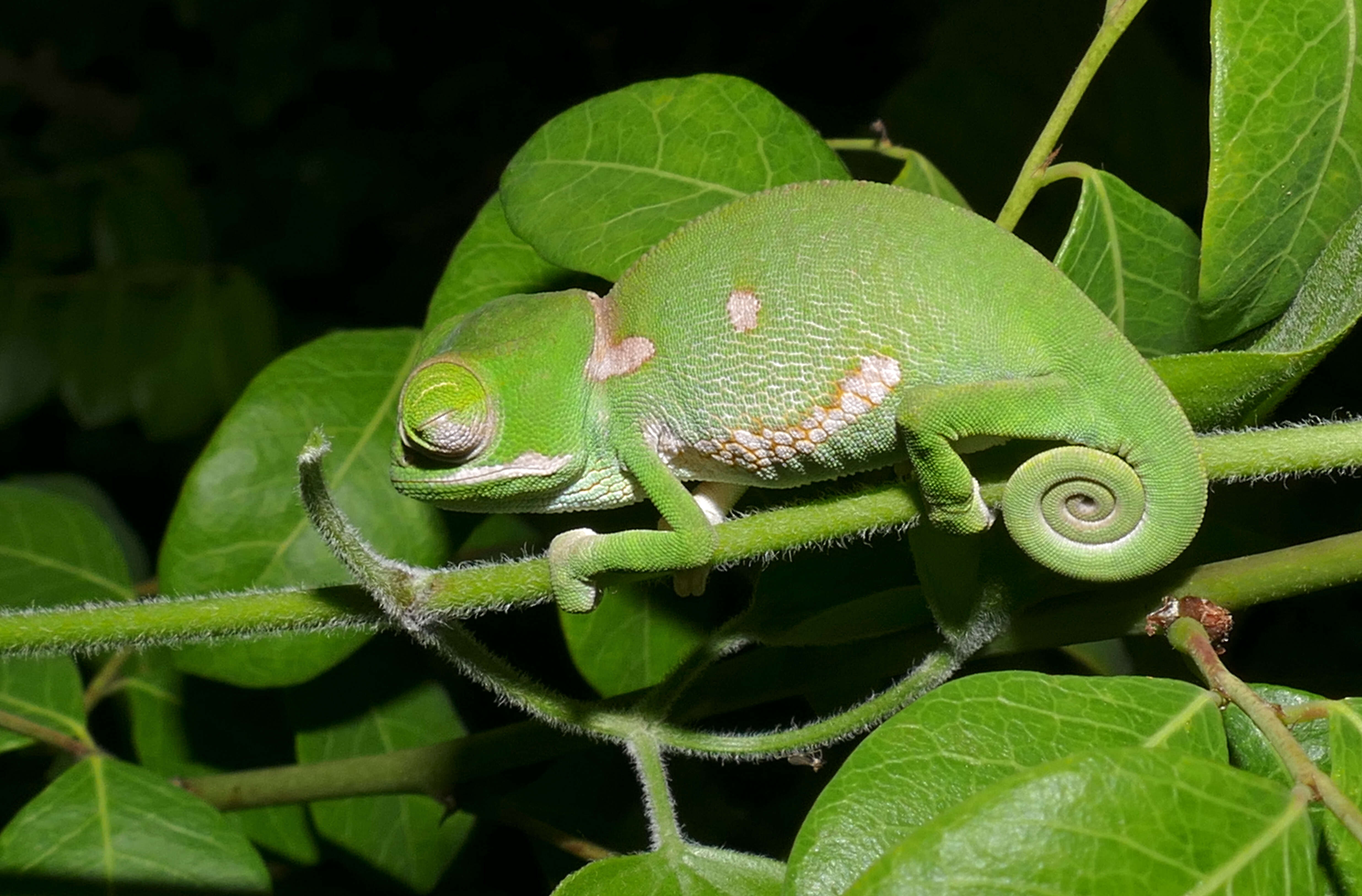 Image of chameleons