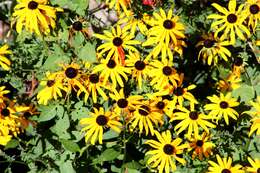 Image of blackeyed Susan