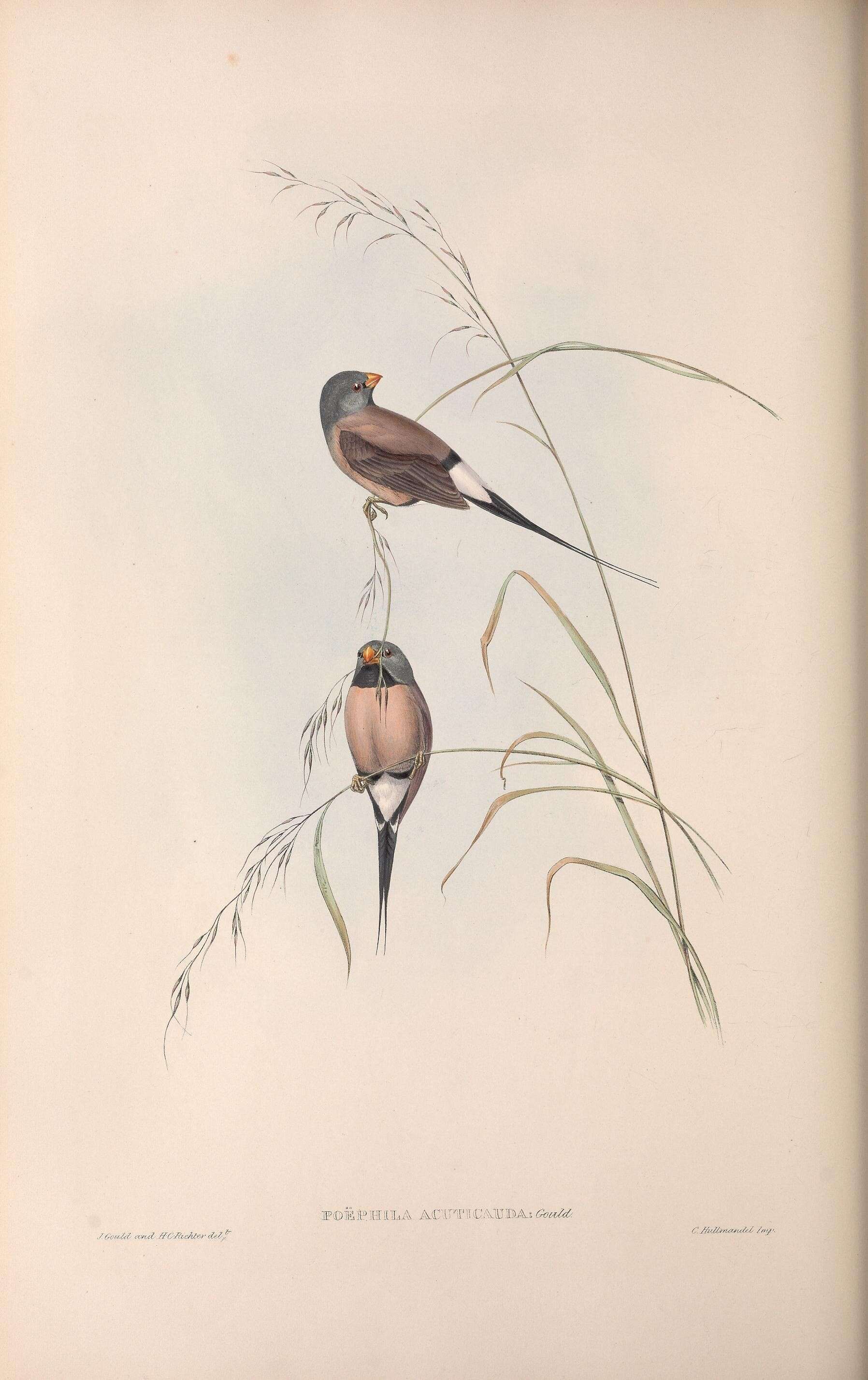 Image of Poephila Gould 1842